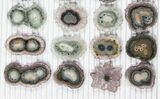 Lot: ~ Amethyst Stalactite Slices ( Pieces) #101761-1